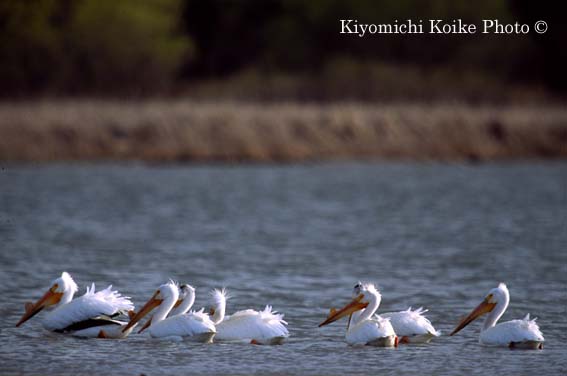 American White Pelican - Pelecanus erythrorhynchos