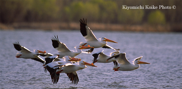 American White Pelican - Pelecanus erythrorhynchos