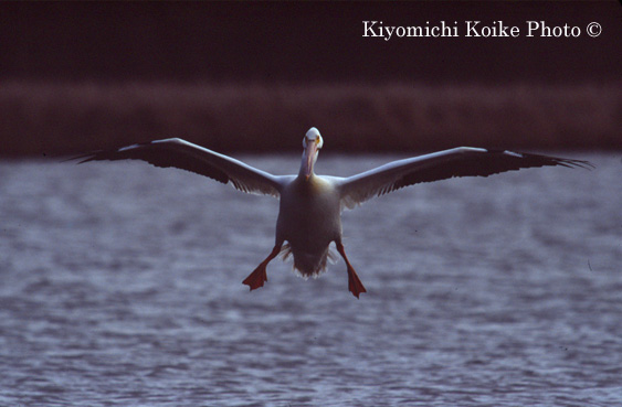 American White Pelican - Pelecanus erythrorhynchos
