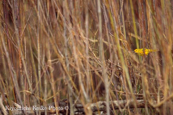 Hooded Warbler -  Wilsonia citrina