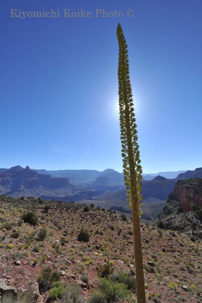�O�����h�L���j�I���������� - Grand Canyon National Park