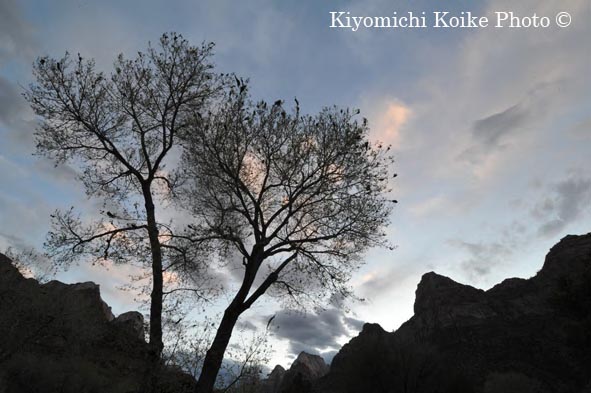 �U�C�I���B������ - Zion National Park