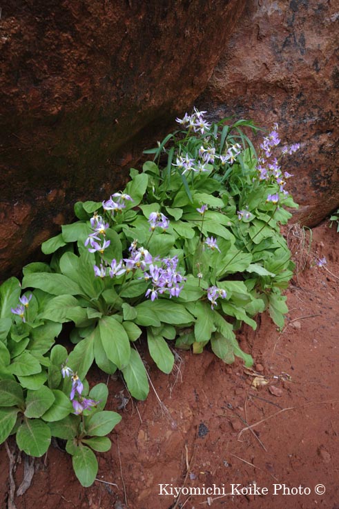 �U�C�I���B������ - Zion National Park