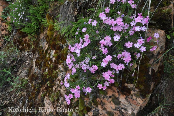 �U�C�I���B������ - Zion National Park