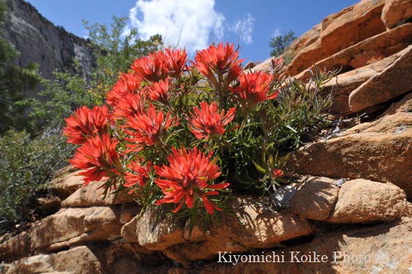 �U�C�I���B������ - Zion National Park