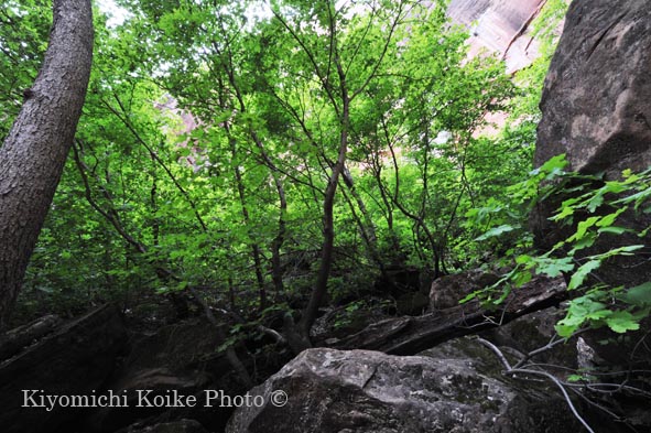 �U�C�I���B������ - Zion National Park
