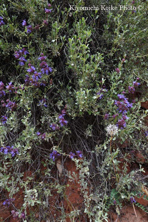 �U�C�I���B������ - Zion National Park