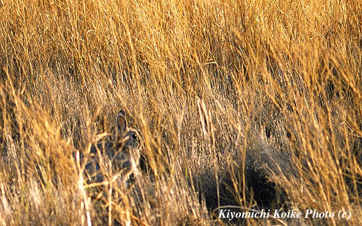 �͂ꑐ�ɉB��邤����