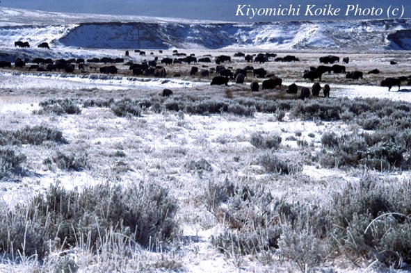 �փC�f���o���[�ɏW�܂�o�C�\���̌Q