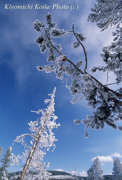 ������C�G���[�X�g�[���̐X