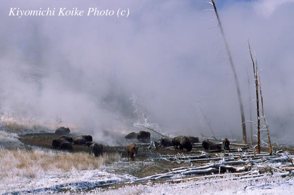 �g�����߂ĊԌ���ɏW�܂�o�C�\��