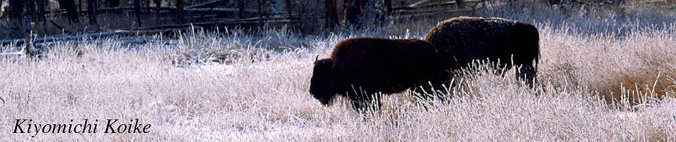 �ʐ^�B�e�c�A�[ �y���r���ʁz�l�C�`���[�t�H�g