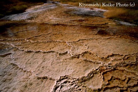 �N���o�鉷�����̃~�l�����������o���|�p