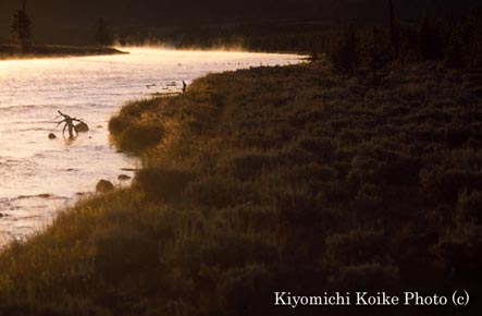 �}�f�B�\�����o�[