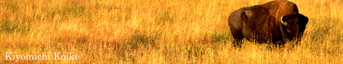 �ʐ^�B�e�c�A�[ �y���r���ʁz�l�C�`���[�t�H�g