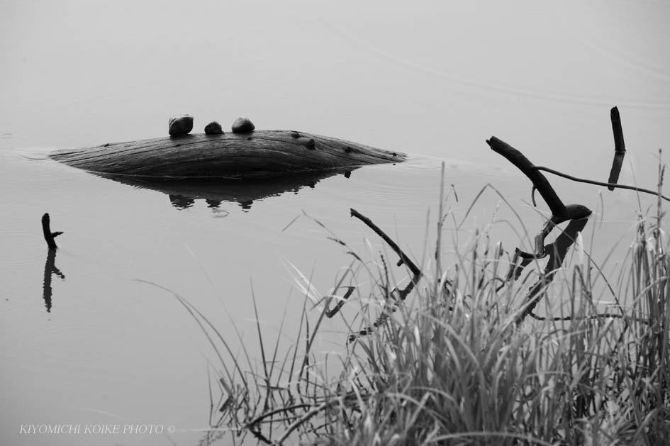 Kings Canyon National Park