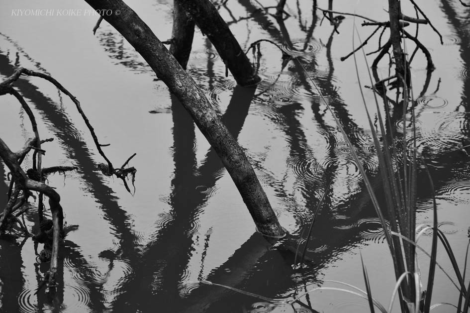 Kings Canyon National Park