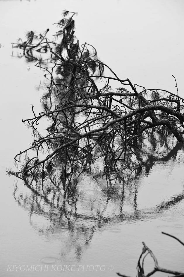 Kings Canyon National Park