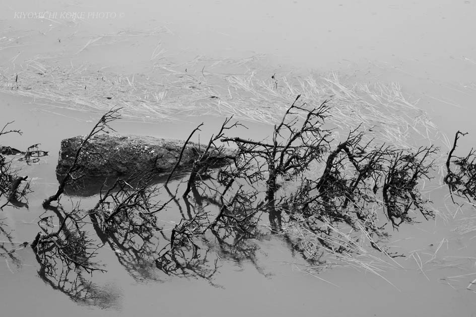 Kings Canyon National Park